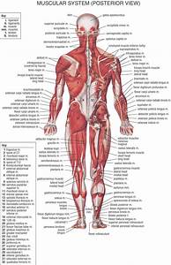 Hb Muscular System Posterior