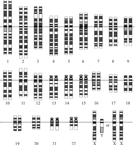 2 Overview Of The 22 Autosomal Diploid Chromosome Pairs And The Xy Xx Download Scientific