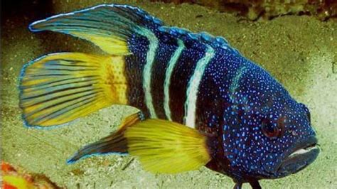 Blue Devil Fish Discovery In Deeper Waters Could Signal Adaption To