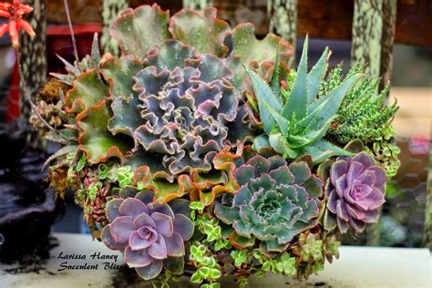 Hydroponic gardening is for you! Succulent Bliss : Cement draping planters, Draped hypertufa