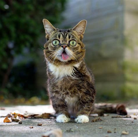 Meet Lil Bub The Cutest Cat On The Internet Video And Gallery