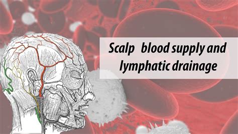 Scalp Blood Supply And Lymphatic Drainage Youtube