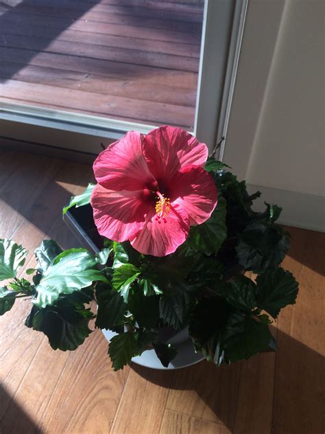 Obtenha um segundo vídeo stock com 26.000 segundos de bright hibiscus blooms on burgundy a 23.98fps. My hibiscus is starting to bloom. You can tell that spring ...
