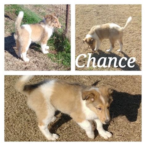 Hello i hae 4 male farm bred collie pups for sale.and 1 female for the right. Collie puppy dog for sale in Newberry, South Carolina