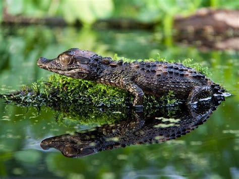 Smooth Fronted Caiman for sale - Paleosuchus trigonatus | Caiman