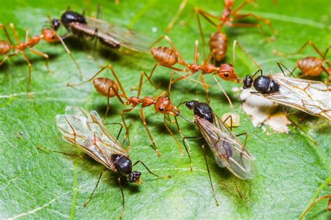 Flying ants and how to get rid of it