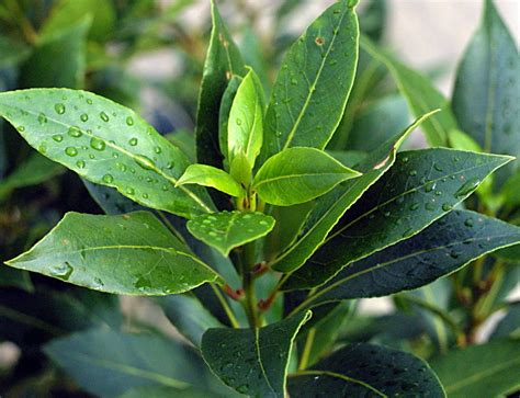 Sweet Bay Laurel Bay Leaf Laurus nobilis - 5 Seeds