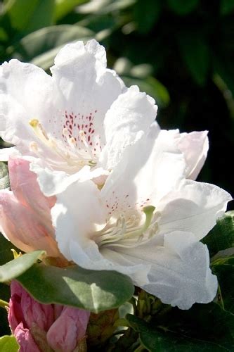 See and Buy The Southgate Rhododendron Series Online at ...