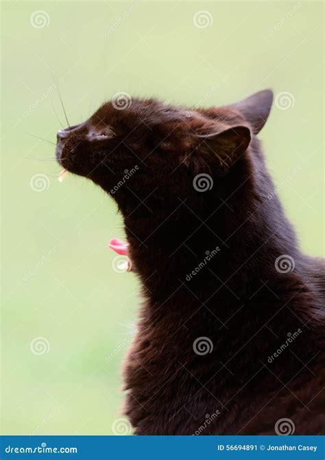 Black Cat Yawning Stock Image Image Of Bright Comedy 56694891