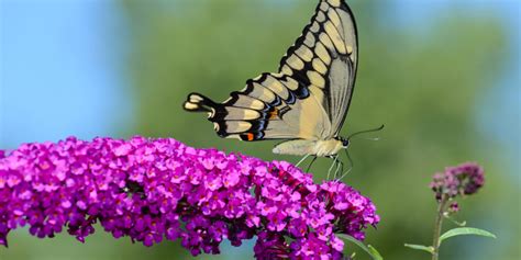 Growing Butterfly Bushes How To Plant And Grow This Big