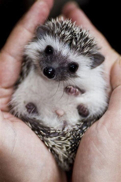 25 Of The Cutest Baby Animals Of All Time Cute Animals Baby Hedgehog