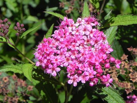 Gallery of flowers, willoughby, ohio. Flowers of Japanese Spirea | Nature Photo Gallery