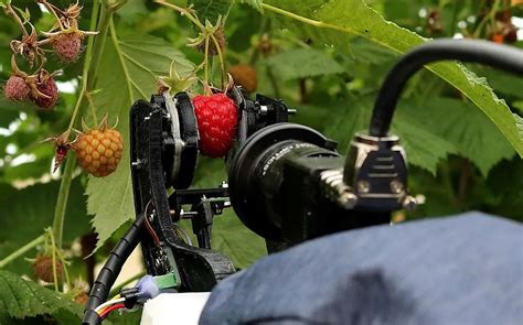 Worlds First Raspberry Picking Robot To Debut In 2020