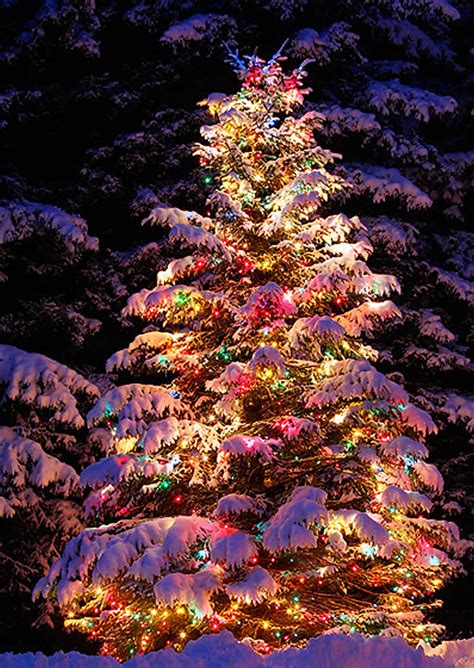 22 Best Outdoor Christmas Tree Decorations And Designs For