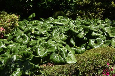 The nursery is where you will find everything growing, including trees, shrubs, perennials, roses, fruit trees, small fruits, water plants, groundcover, vines and mulch. Giant Leopard Plant (Farfugium japonicum 'Giganteum') in ...
