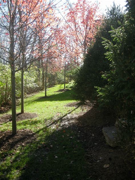 Varieties such as autumn fantasy or sienna glen have the same desirable attributes, but have better form and therefore incur less storm damage. Grove of Autumn Blaze Maple and Sienna Glen Maple designed ...