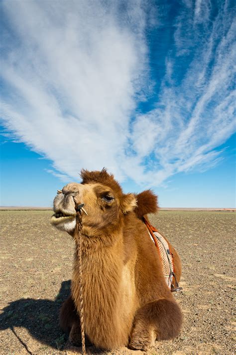 Going in the gobi desert on camelback is the major experience of any trip in this remote area of our planet. Fuming Camel | Omni (south) Gobi Desert | Chanindh ...