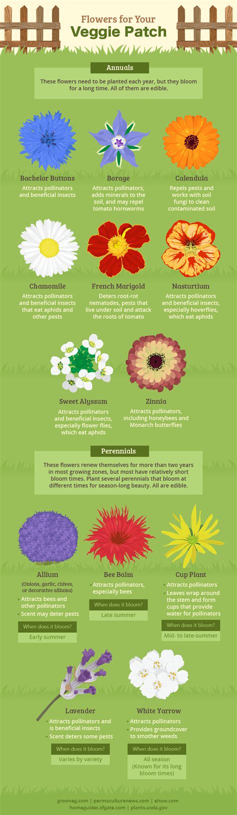 Bees and other pollinating insects visit a vast range of flowers in search of nectar and pollen. Beautify Your Veggie Patch | Fix.com
