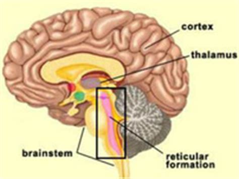 It contains several nuclei that are surrounded by white matter. Brainstem - Arousal, Reward, And Stress Generator ...