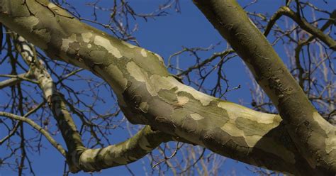 It is a wonderful place, as much unique as its historical background. Uses of Sycamore Trees for Fire Wood | eHow UK