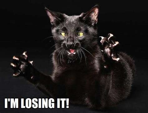 Don't worry, i'm on it. smart vocabulary: I'm losing it! | Kittyworks