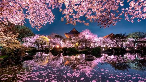 Sakura Blossom In Kyoto Backiee