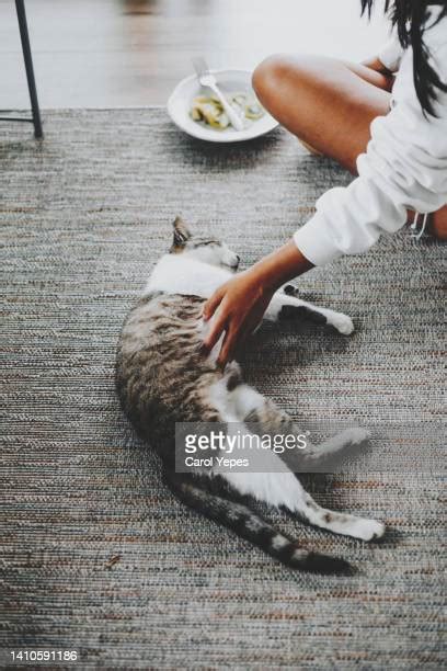 Begging Cat Photos Et Images De Collection Getty Images