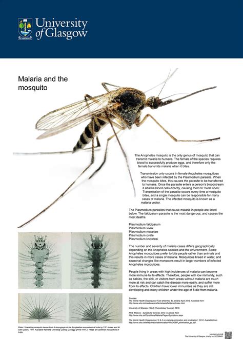 Difference Between Mosquito Species Peepsburgh