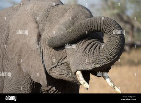 Serengeti National Park African Elephant Loxodonta Africana
