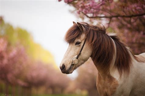horse, Horses Wallpapers HD / Desktop and Mobile Backgrounds