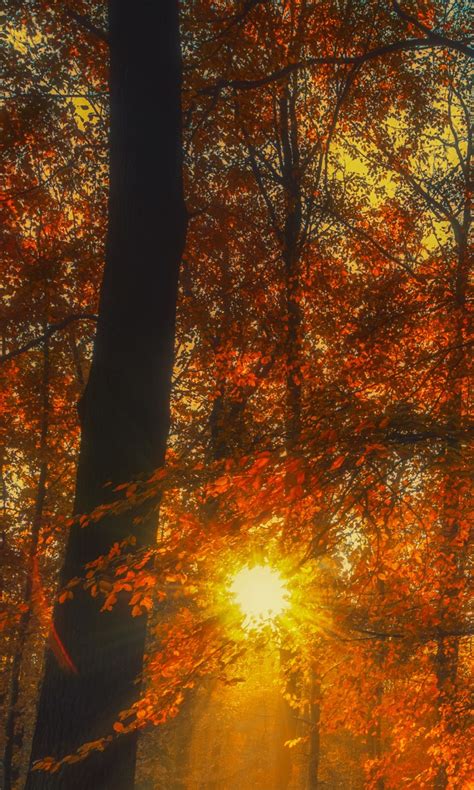 Autumn Forest Trees With Sunbeam 4k Hd Nature Wallpapers Hd