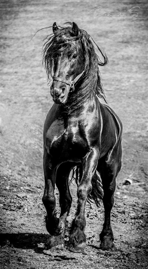 Black And White Photograph Of A Horse Running In The Dirt With Its Head