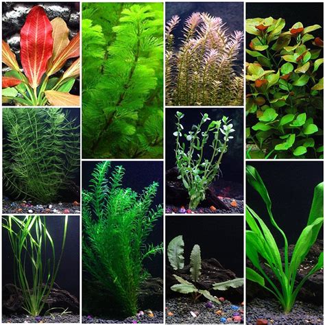 10 Species Aquarium Plant Bundle Easy Freshwater Plants Aqualeaf