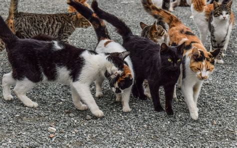Do not use this technique to trap and. Feral Cats Living In Hawaii Is A Big Problem We All