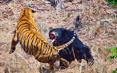 Vídeo flagra luta feroz entre urso e tigre na Índia Saúde
