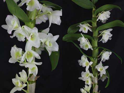 L'orchidea è una pianta sempre amata per i suoi fiori, ma difficile da curare: Come curare le orchidee. Tutti i segreti | Giardango