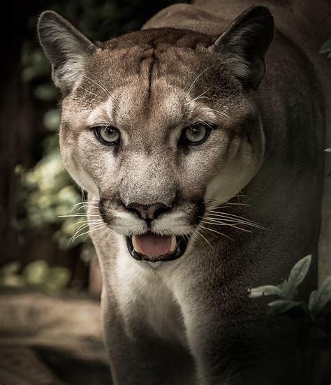 Puma-The elusive wild cat - About Wild Animals