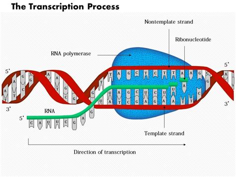 Biología Para Principiantes Replicacion Transcripción Y Traducción