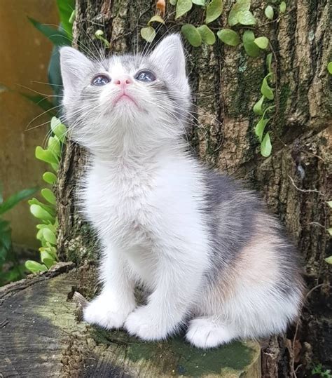 5 miles 10 miles 25 miles 50 miles 100 miles 200 miles 500 miles. Dilute Calico + Domestic Medium Hair Kitten Owner's Pet ...