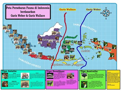 Peta Indonesia Peta Persebaran Fauna Di Indonesia Berdasarkan Garis