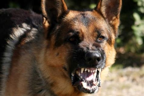 Rules and case law in germany. The trouble with a mail-order dog | Dogs, Angry german ...