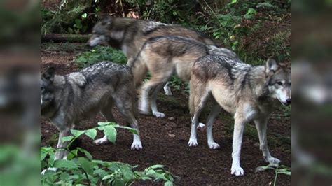 Nature's Perfect Predators: Gray Wolf - YouTube
