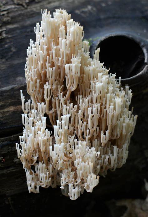 Coral Mushroom Artomyces Pyxidatus Grows In The Wild Forest Stock Image