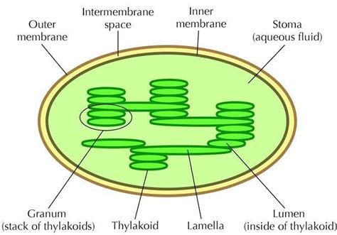 The diagrams below show the similarities and differences between the ultrastructure of animal cells and. Draw a well labelled diagram showing ultra-structure of ...