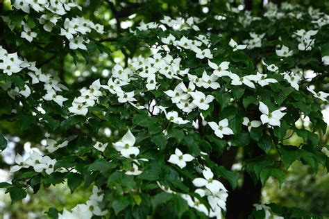 Arctic fire ® red dogwood has beautiful red stems and a compact habit and is at its in the winter sunlight. 12 Species of Dogwood and Trees