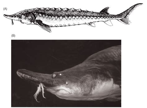 We did not find results for: Acipenseridae - Class Actinopterygii, Subclass Chondrostei ...