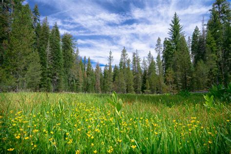 Green Forest Meadow With Yellow Wild Flowers Greenvest