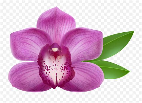 Transparent Png Clipart Free Orchid Flower Png Emojiorchid Emoji