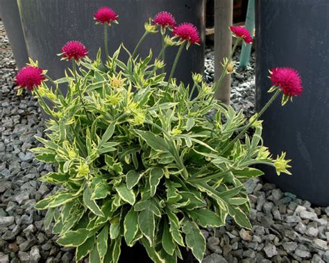 Check spelling or type a new query. Zone 7 Full Sun Perennial Flowers Home Design Ideas ...