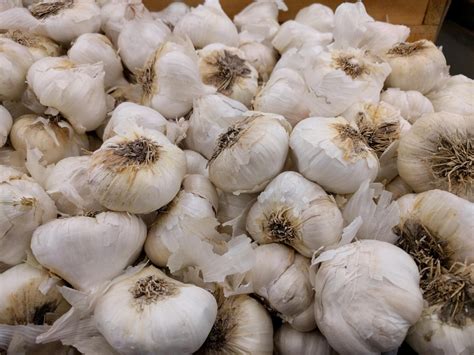 Growing garlic in Southern California - Greg Alder's Yard Posts: Food ...